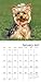Yorkies Wall Calendar (2017)