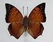 DSB BTF01G Butterfly Framed the Tawny Rajah Specimen Gift Display Insect Taxidermy