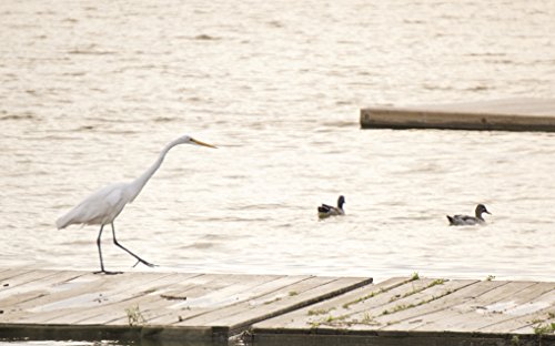 4 Sony+55+210mm+F4+5+6+3+Mount+Cameras