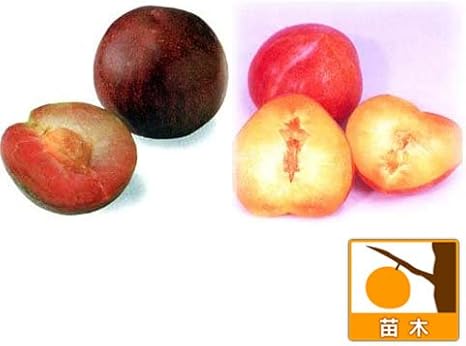 Amazon Co Jp スモモ プラム 2種受粉樹セット ソルダムとサンタローザ 苗木 ホーム キッチン