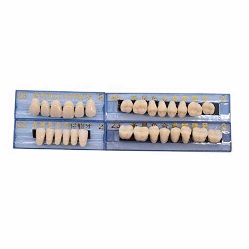 Oral Dentistry 168 Pcs Dental Complete Acrylic Resin Denture False Teeth for Halloween Horror Teeth 6 Sets Synthetic Resin Teeth Denture (1 Box) - Thumbnail 6