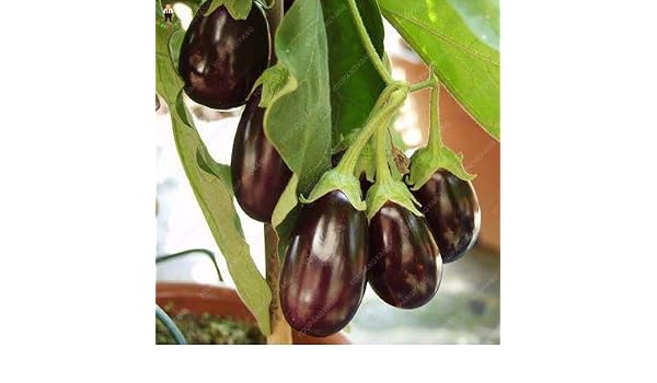 Pinkdose 100 Piezas/Bolsa deliciosas Berenjena púrpura Bonsai ...