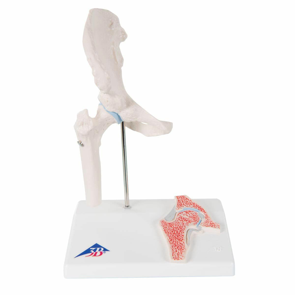 3B Scientific A84/1 Mini Hip Joint with Cross-Section + free anatomy software - 3B Smart Anatomy