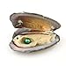 Oyster Pearl Wholesale Freshwater Cultured Pearl Inside Oyster with Necklace Oyster Pearl Bulk Love Wish Pearl for Jewelry Making with 6.5-7.5mm Round Pearls Inside (10 PCS/lot)