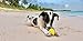 Chihuahua Squeaky Dog Balls - Extra Small (2.5