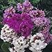 30+ Fragrant Bergenia Cordifolia Ground Cover Perennial Flower Seeds / Drought Tolerant Problem Free Perennial