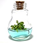 Venus Fly Trap, B52 mericlone, Maintenance Free, 100% Growth Guarantee