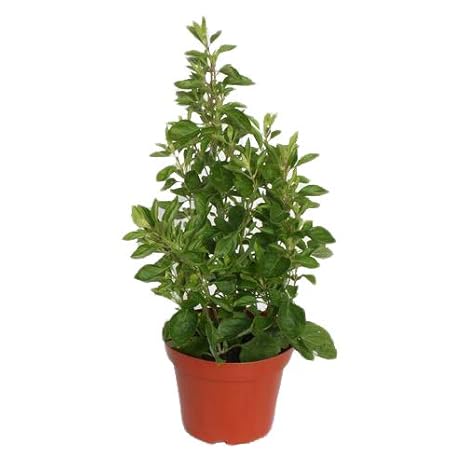 1 Basolica - robustes Strauchbasilikum - widerstandsfähiges Basilikum - frische Gewürzpflanze - Kräuter im 12cm Topf