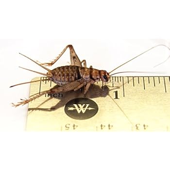 Amazon Com Josh S Frogs 1 Large Adult Banded Crickets 1000