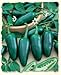 David's Garden Seeds Pepper Jalapeno Gigantia D544JAL (Green) 25 Hybrid Seeds