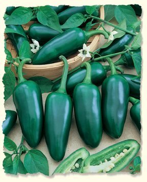 David's Garden Seeds Pepper Jalapeno Gigantia D544JAL (Green) 25 Hybrid Seeds David's Garden Seeds Pepper Jalapeno Gigantia D544JAL (Green) 25 Hybrid Seeds
