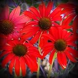 Tomato Soup Coneflower Flower Seeds 50 Stratisfied Seeds