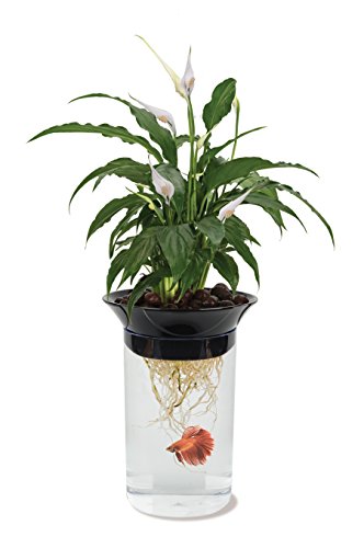 Penn Plax Aquaponic Betta Fish Tank Promotes Healthy Environment for Plants and Fish .5 Gallon Capacity - Image 3