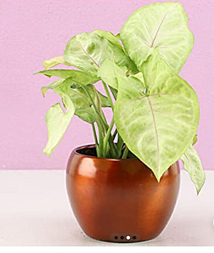 Siddhi Vinayak Gallery Metal Planter Pot for Home Decoration | Round Shape Metal Pots for Indoor Plant Living Room Bedroom, Tabletop, Office Desk Decoration ( Mix Colour Pack of 4 Metal Pot)