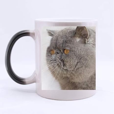 teacup exotic shorthair