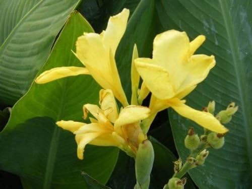 10 SEEDS YELLOW CANNA INDICA LILY Ground or Pond plants + FREE PHYTO Flower Fresh & Viable From Garden