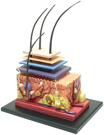 Human Skin Structure,4D Vision Anatomy Model for Biology Minimally Invasive Cosmetic Surgery Teaching Models Assembling Toy Medical Educational Training Aid