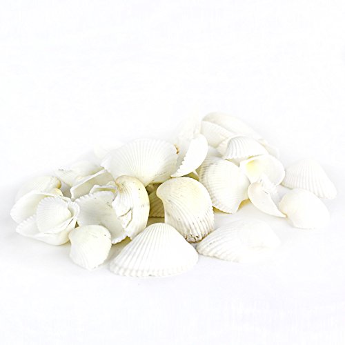 Super Z Outlet Sea Shells Mixed Beach Seashells - Various Sizes up to 2