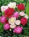 3 Cotton Candy Mix Bareroot Peony, 2-3 Eye, Great for Fall Planting! ( Three Bareroot Peonies- Inclues Karl Rosenfield, Sarah Bernhardt, and Shirley Temple)