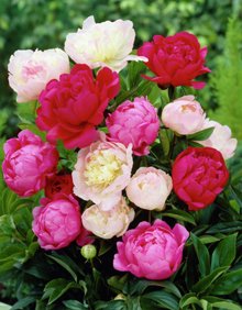 3 Cotton Candy Mix Bareroot Peony, 2-3 Eye, Great for Fall Planting! ( Three Bareroot Peonies- Inclues Karl Rosenfield, Sarah Bernhardt, and Shirley Temple)