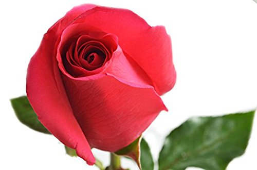 Farm2Door Wholesale Roses: 25 Fresh Hot Pink Roses (Long Stemmed - 50cm) from Colombia - Farm Direct Wholesale Fresh Flowers - Thumbnail 2