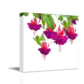 Canvas Prints Wall Art - Fuchsia Flowers Against White Background | Modern Wall Decor/Home Decoration Stretched Gallery Canvas Wrap Giclee Print. Ready to Hang - 12" x 12"