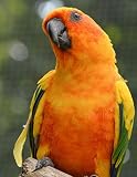 Notebook: bird sun conure conures birds parrot parakeet aviculture aviary by Wild Pages Press
