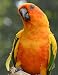 Notebook: bird sun conure conures birds parrot parakeet aviculture aviary by Wild Pages Press