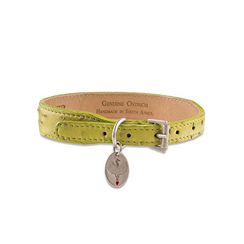 designer dog leashes and collars