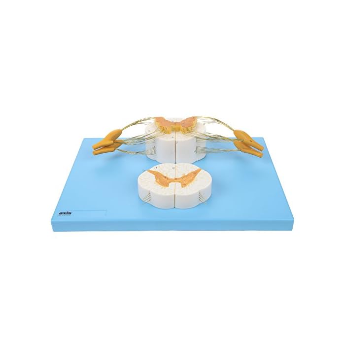 Buy Axis Scientific Enlarged Spinal Cord Model, 8X Life Size Nerves