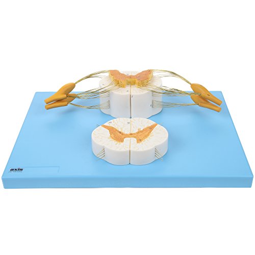 image for Axis Scientific Enlarged Spinal Cord Model | Shows 8X Life Size Nerves