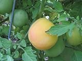 25 Seeds Garden Peach Tomato - Juicy
