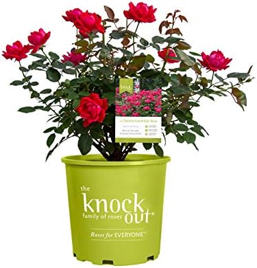 Star Roses Knockout 18335 Double Knockout Rose