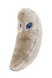 GIANT MICROBES Toxoplasmosis (Toxoplasma gondii)