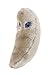 GIANT MICROBES Toxoplasmosis (Toxoplasma gondii)