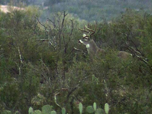 Steve Bartkowski, Mexico