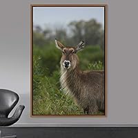Framed Canvas Wall Art Deer Animals Deer Multicolor Photography Rustic Urban - 16x24 inches