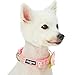 Blueberry Pet 2019 New 4 Patterns Adjustable Flocking Dog Collar with Artificial Silk Flower – Polka Dot in Baby Pink, Small, Neck 12″-16″thumb 3
