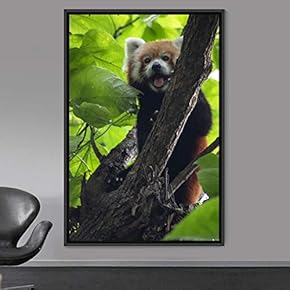 signwin Framed Canvas Wall Art Red Panda Animals...