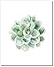 Succulent Wall Art Prints (Set of 6) - 8x10 - Unframed - Botanical Print - Cactus Decor