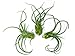 3 Giant Tillandsia Caput Medusae Air Plants - 8 to 10 inch - Live House Plants for Sale - Indoor Terrarium Air Plant