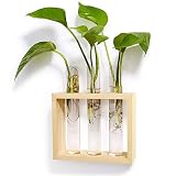 Mkono Wall Hanging Test Tube Planter Modern Flower Bud Vase with Wood Stand Tabletop Glass Terrarium for Propagating Hydroponics Plants, Home Office Decoration