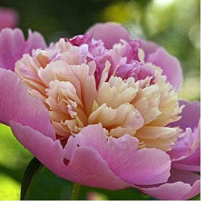 Amazon 8 熱い販売25色選択可能な本格的な中国の牡丹の花の種鉢植えの花盆栽植物牡丹の種12粒子 バッグ 花