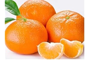 SVI 20 TANGERINE Mandrin Orange Citrus Reticulata Fruit Tree Seeds
