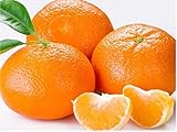 20 TANGERINE Mandrin Orange Citrus Reticulata Fruit