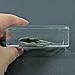 Zebra Tilapia Fish Paperweight (2.9x1.6x1