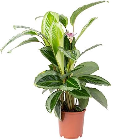 Pflanzen Kölle Korbmarante 'Calathea Bicajoux Gecko ...