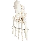 Axis Scientific Skeletal Foot | Right | Fully Articulated Flexible Foot Skeleton is Secured with Quality Wire To Demonstrate Movement | Includes Product Manual | 3 Year Warranty