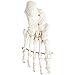 Axis Scientific Articulated Foot Skeleton Replica, Highly Detailed Specimen of Human Anatomy (A-105673, RIGHT, A-105673)