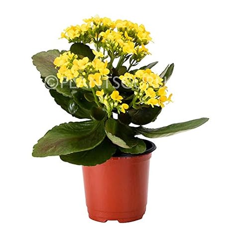 Plantsguru Plants Guru Calanchchu Yellow Kalanchoe Plant Amazon In Garden Outdoors